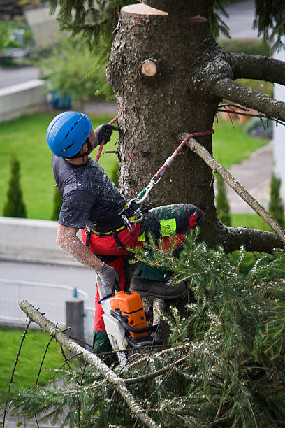 Best Hazardous Tree Removal  in Frackville, PA