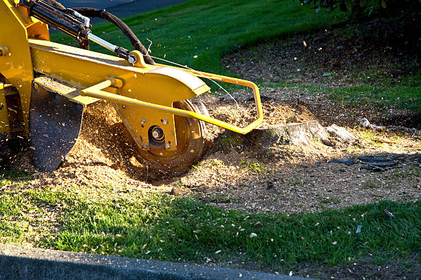 Best Utility Line Clearance  in Frackville, PA