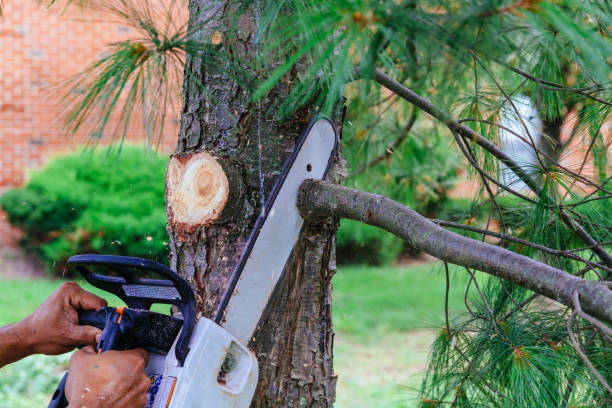 Best Arborist Consultation Services  in Frackville, PA